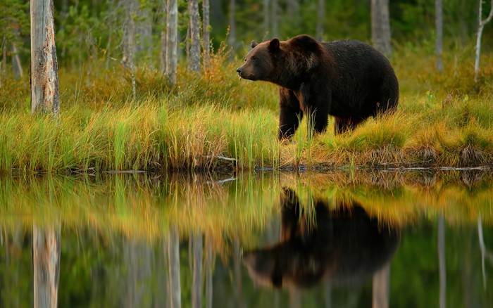 Brown bear reflected in water in a forest