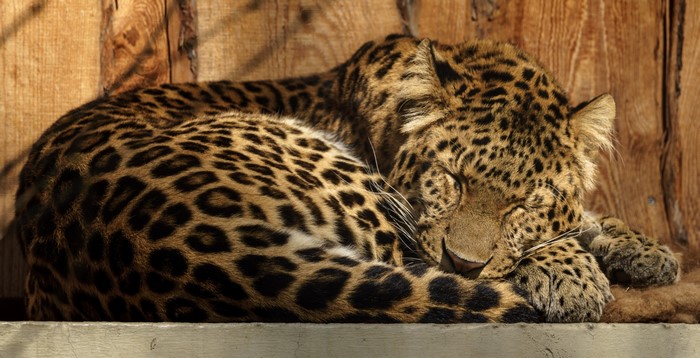 Leopard sleeping curled up