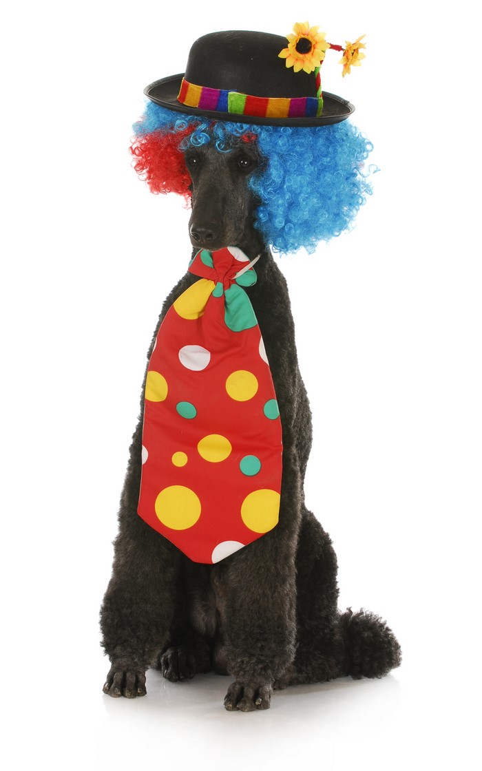 Black Poodle wearing a clown hat and tie