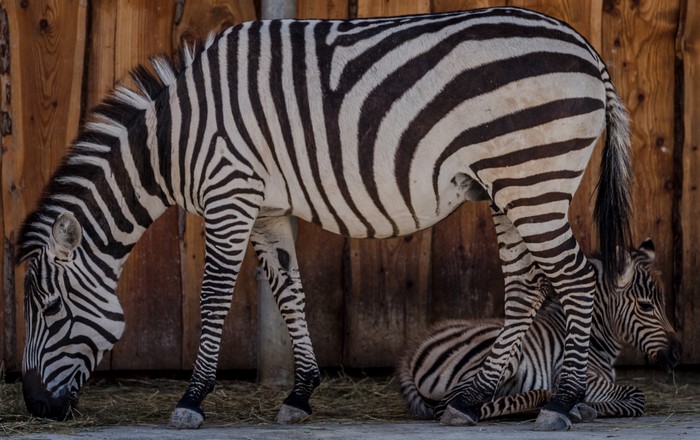 Adult Zebra and Cub Resting