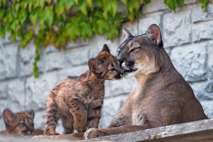 Mother Puma and Cubs
