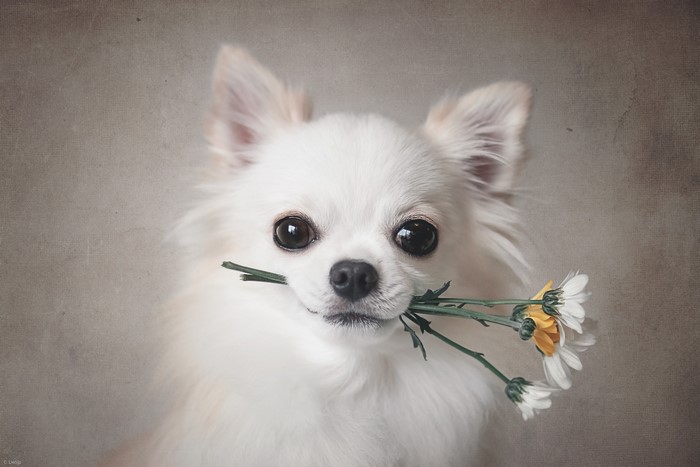 White Chihuahua holding flowers in its mouth
