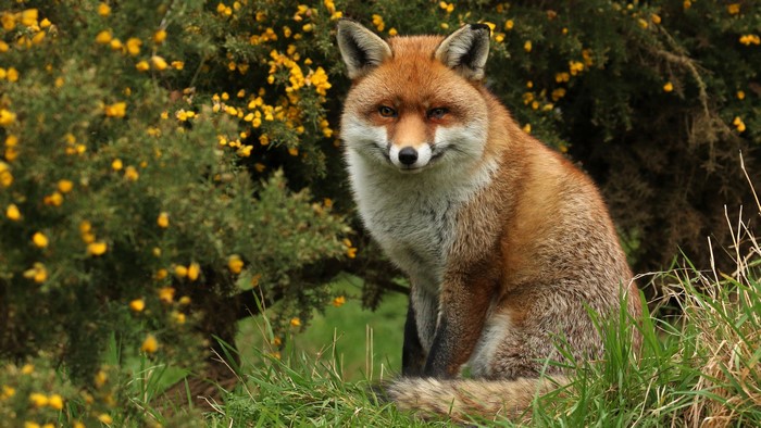 Red Fox Sitting Near Yellow Flowers