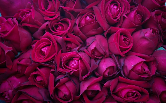 4K Wine Color Roses Texture