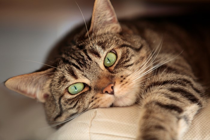 Close-up of a tabby cat with green eyes