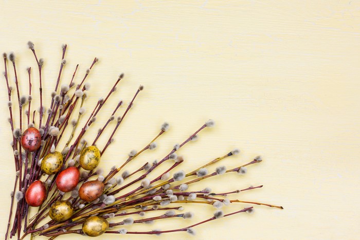 Easter pussy willow branches with decorated eggs