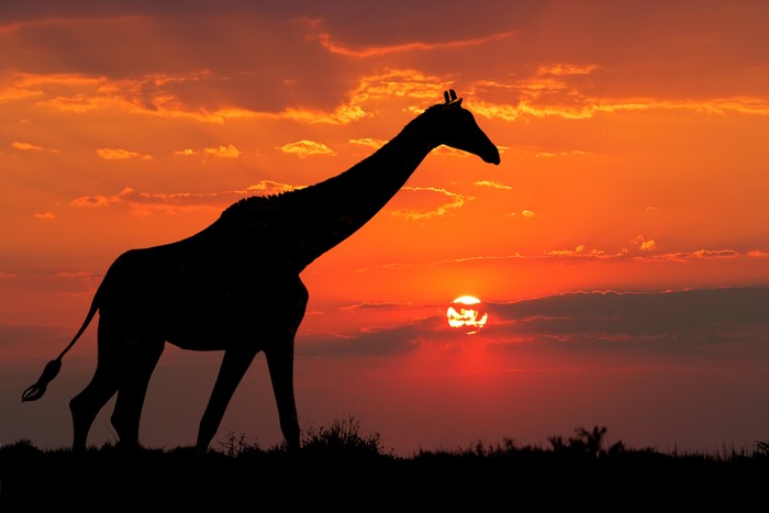 Giraffe silhouette against a sunset