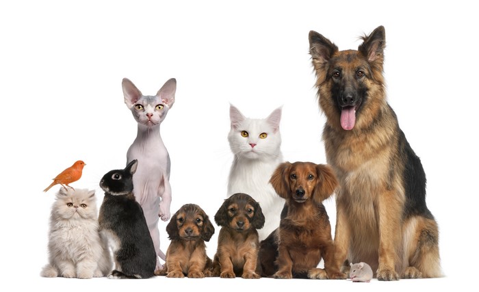 Group of Dogs, Cats, Rabbit, Bird, and Mouse