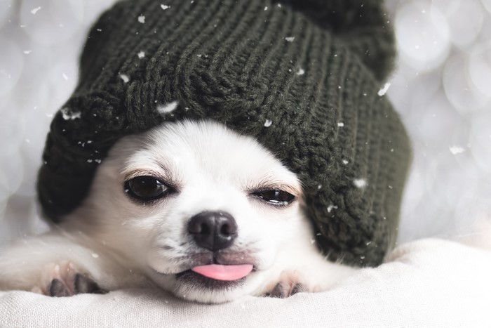 Chihuahua dog wearing a winter hat and sticking out its tongue