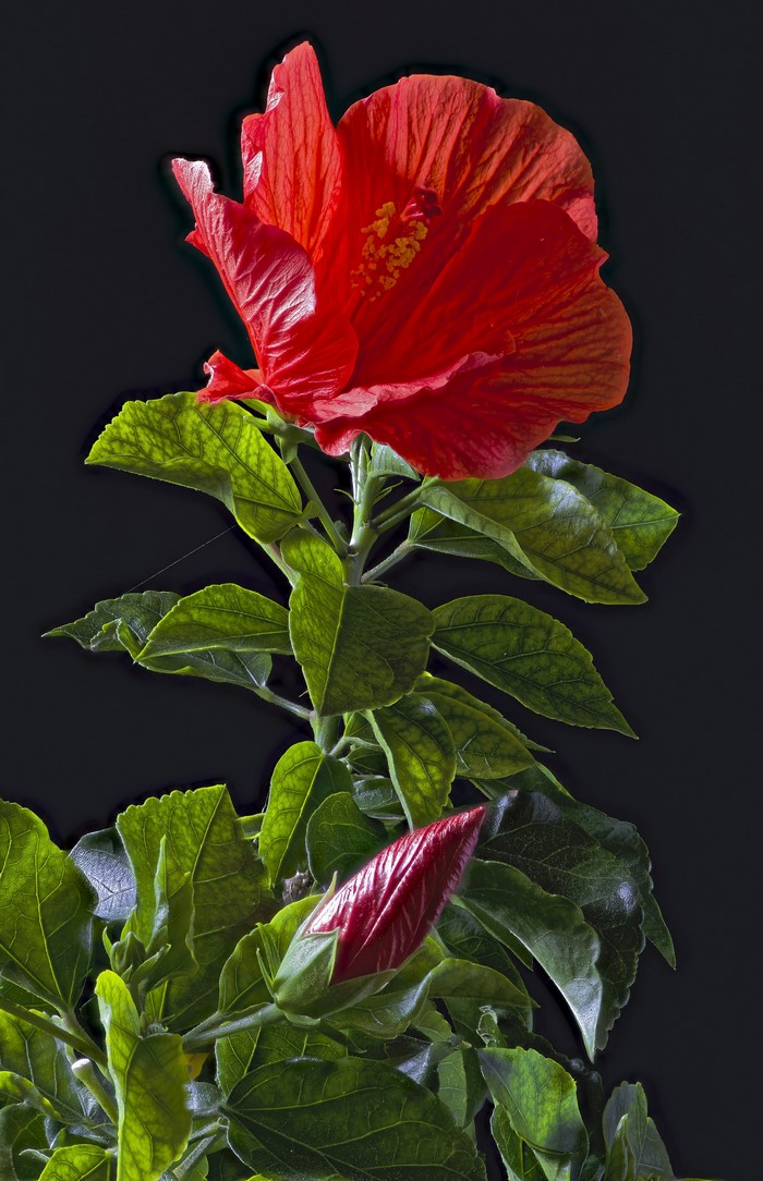 Red Hibiscus flower and bud with green foliage