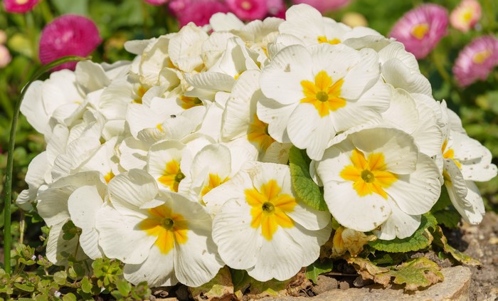 White Primula flowers with yellow centers