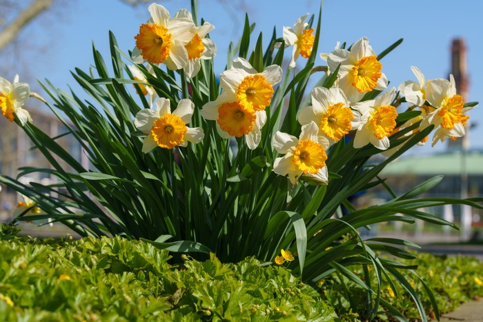 Daffodils in bloom