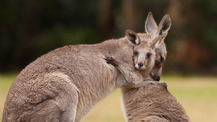 Two kangaroos hugging in a field