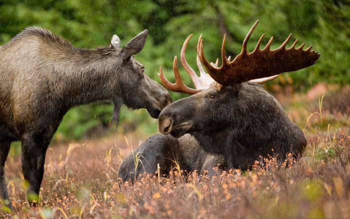Two moose in a field during rain