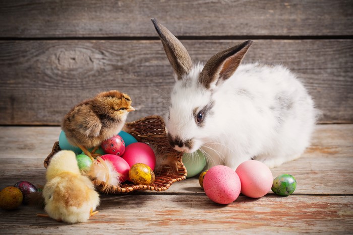 Easter bunny and chicks with painted eggs on wood planks