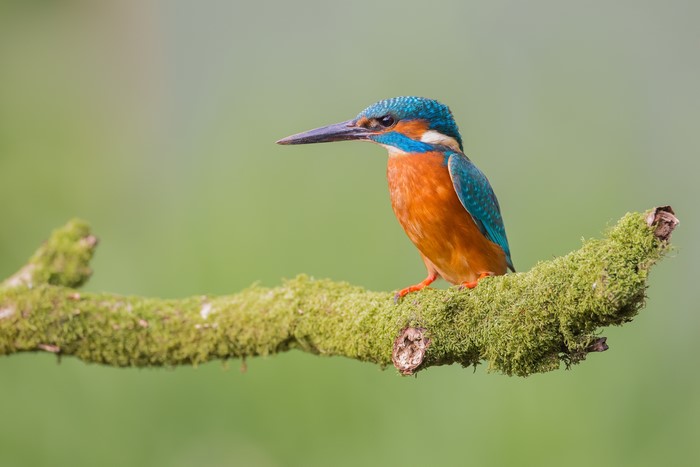 Common Kingfisher Sitting on Mossy Branch