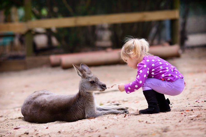 4K Kangaroo and Little Girl Feeding