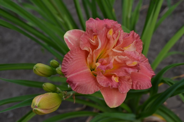 Pink double daylily flower with buds