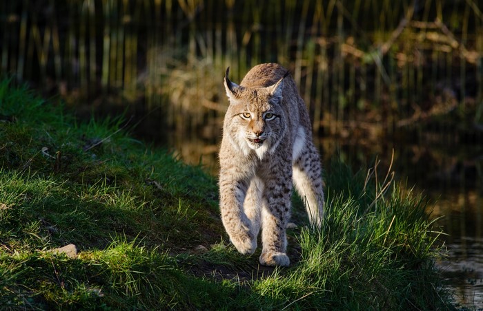 Lynx walking on grass near water