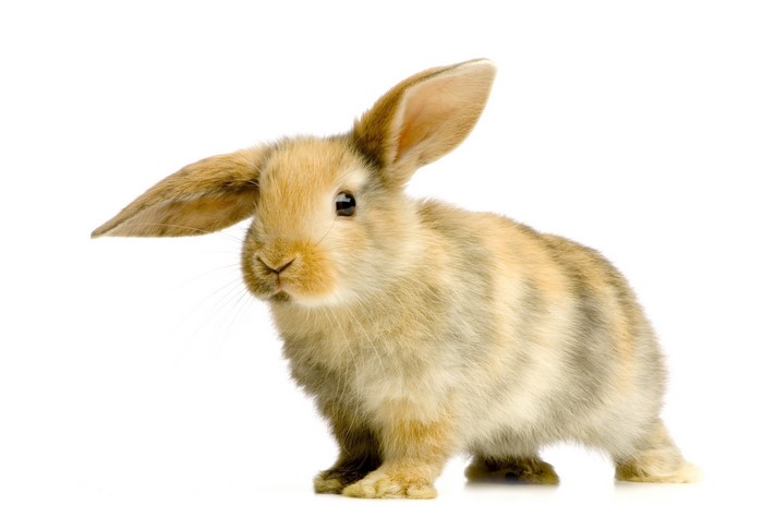 Brown and tan lop-eared rabbit on white background