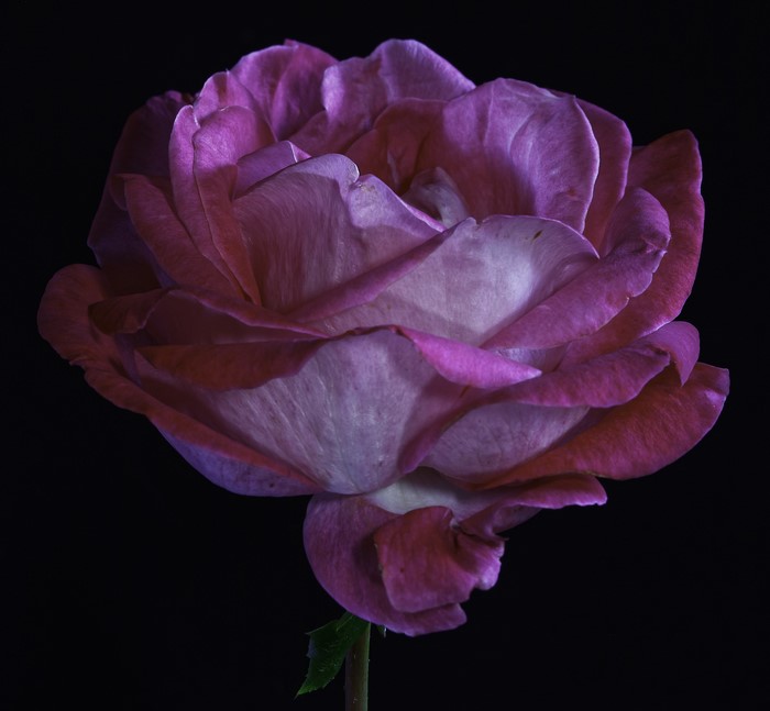 Close-up of a pink rose against a black background