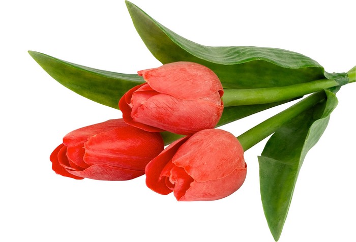 Three red tulips with green leaves on a white background