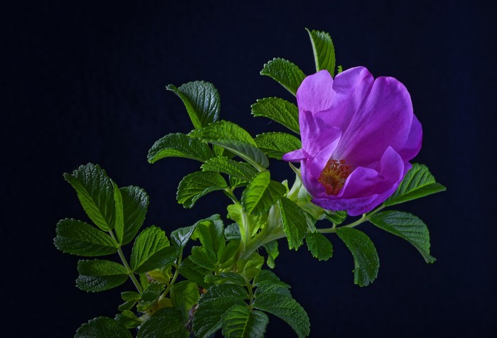 Purple rose with green leaves on black background