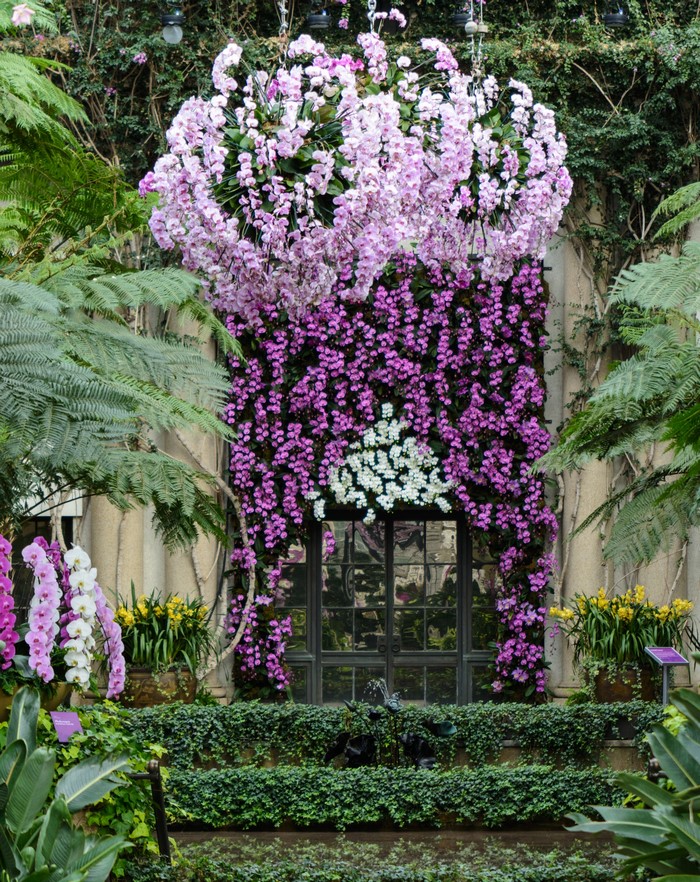 Orchid display at Longwood Gardens