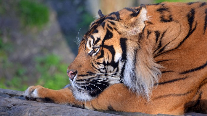 Tiger resting on a log