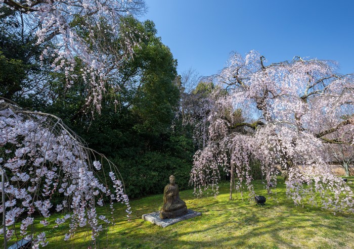 Buddha statue under weeping cherry blossoms in a park