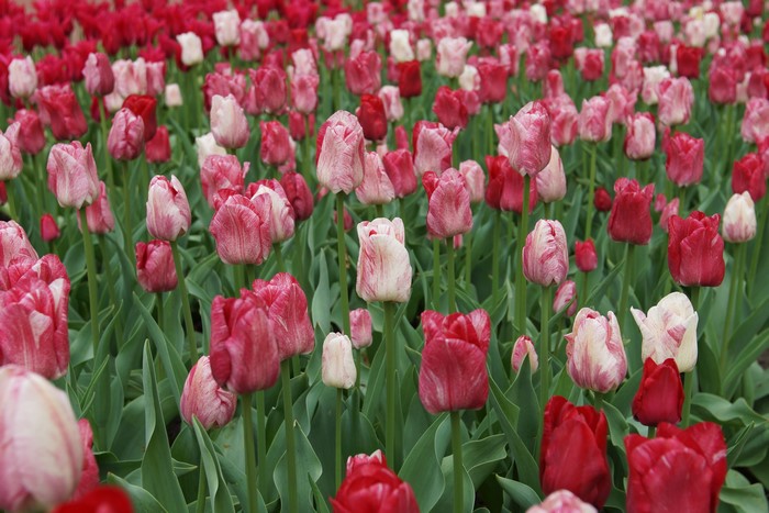 Field of Pink and Red Tulips