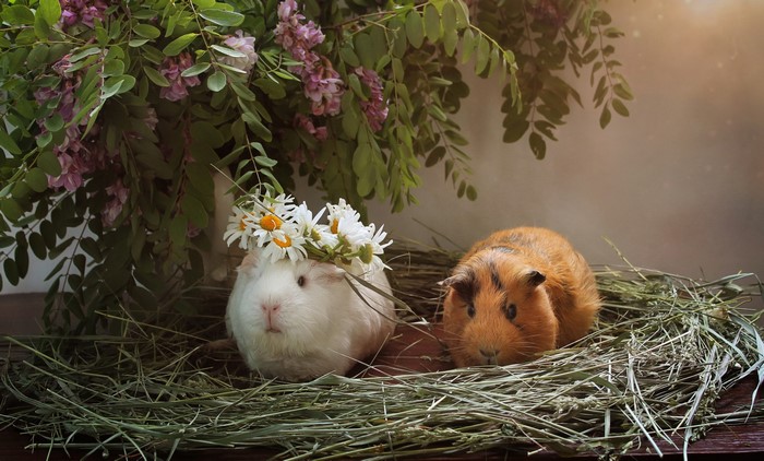 Two guinea pigs with flowers and lilac branches