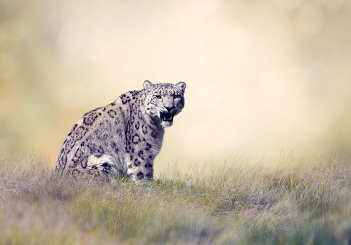 Snow Leopard sitting in tall grass