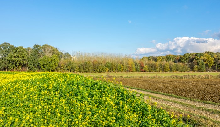 Yellow flowers and plowed field in Houwaart, Belgium