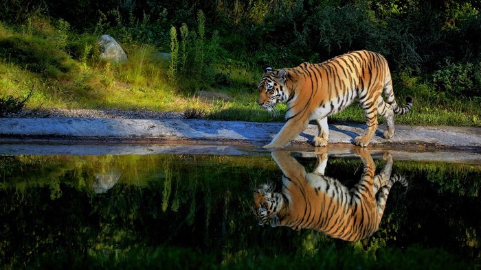Tiger walking by a pond with reflection