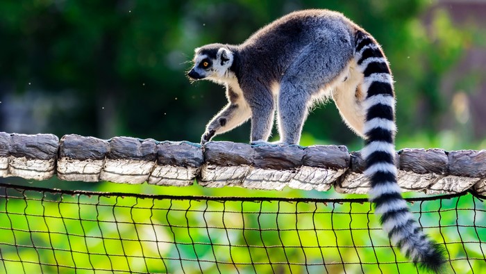 Ring-tailed Lemur on a Log