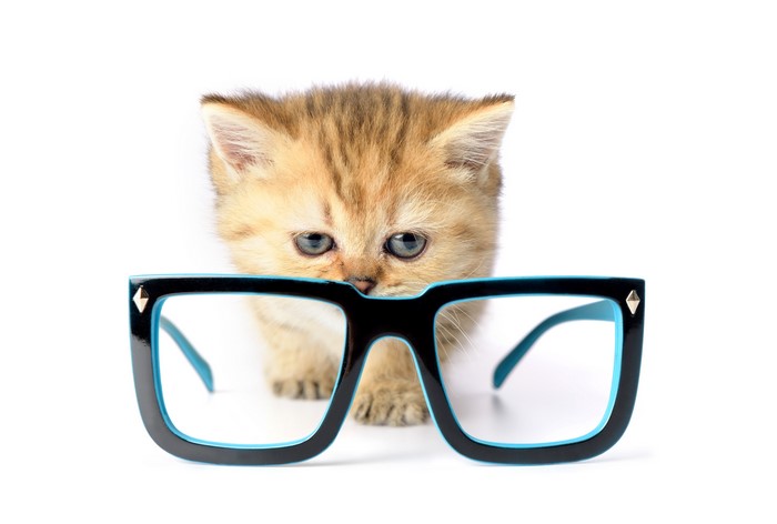 Kitten peeking over glasses on white background