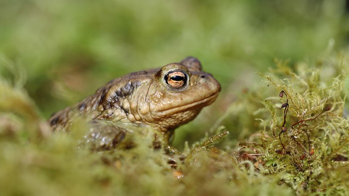 True toad in mossy environment, closeup