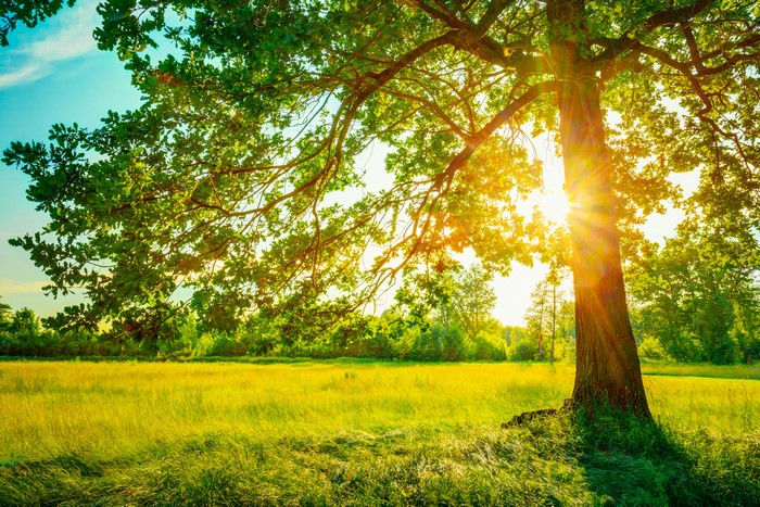 Sunlight shining through a large tree in a grassy field