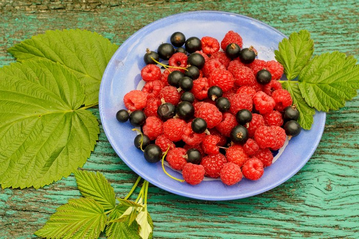 Raspberries and Blackcurrants on a Blue Plate