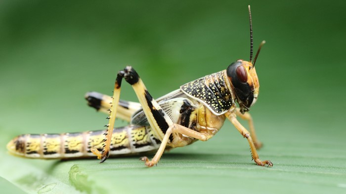 4K Grasshopper Closeup