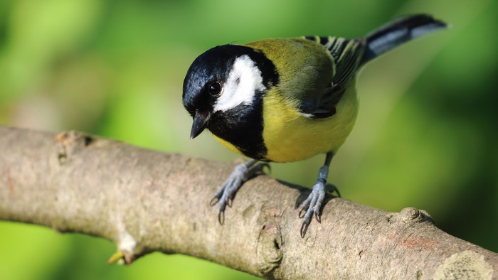 Great tit bird on a branch