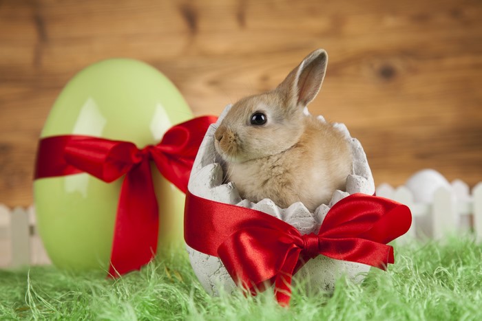 Easter Bunny in Egg with Red Bow
