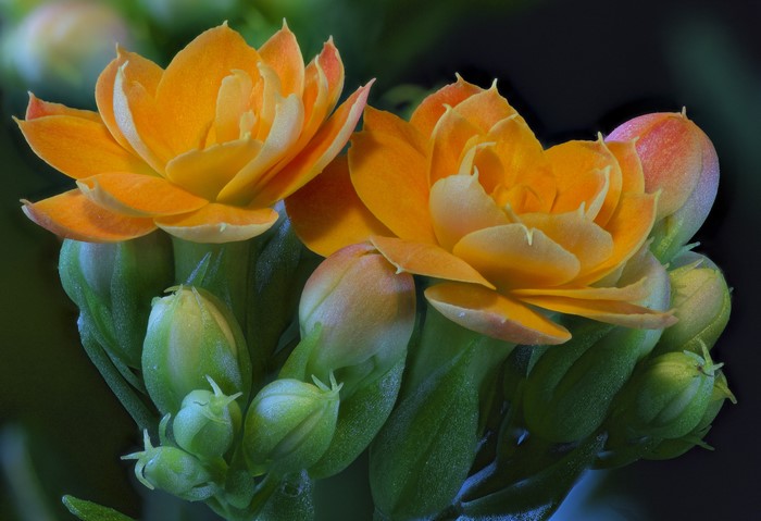 4K Kalanchoe Orange Flowers and Buds Closeup