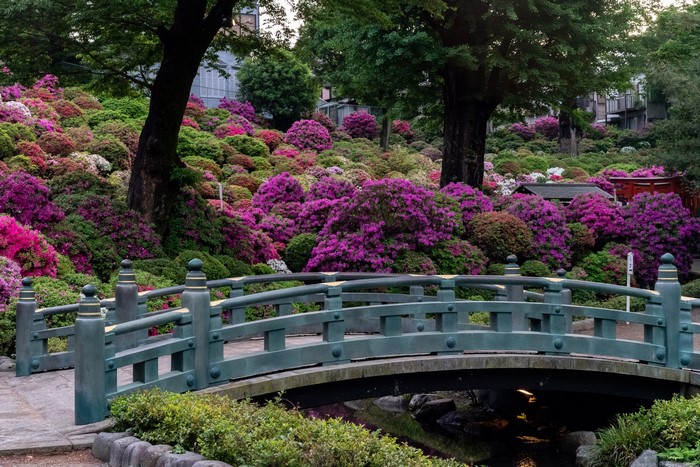 Japanese garden with azaleas and a bridge