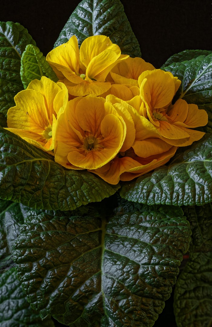 Yellow Primula flowers with dark green foliage