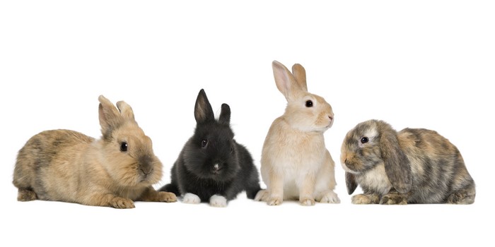 Four rabbits on a white background