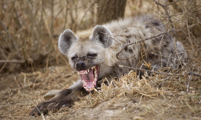 Spotted Hyena Yawning with Mouth Open