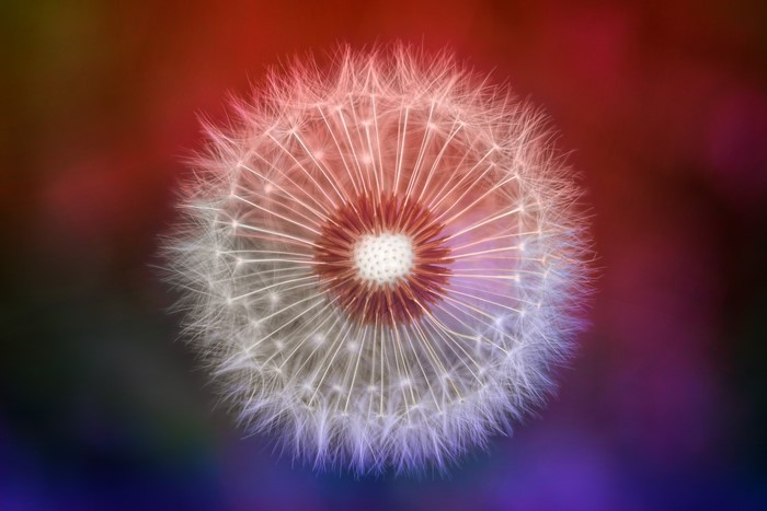 Dandelion seed head by Johannes Plenio