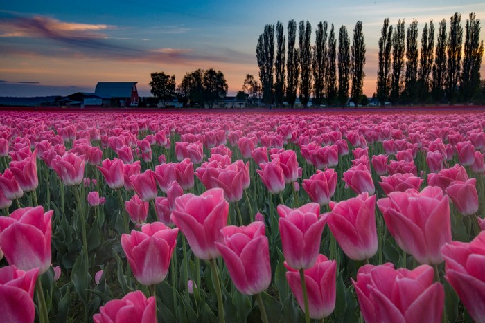Pink Tulips Field at Sunset with Barn